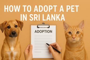 Adopt a Pet in Sri Lanka