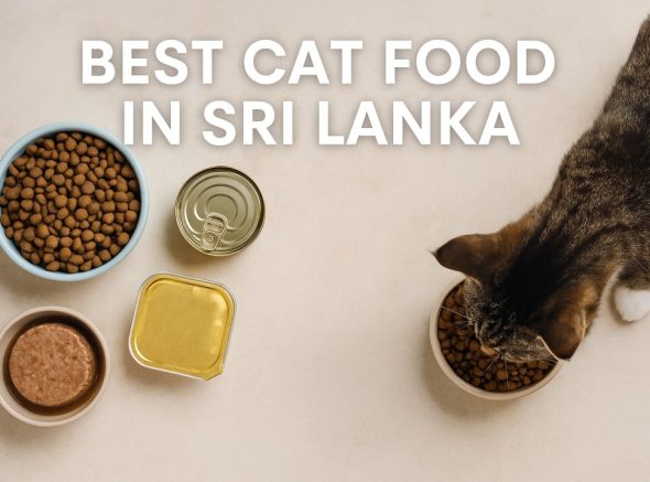 Best Cat Food in Sri Lanka