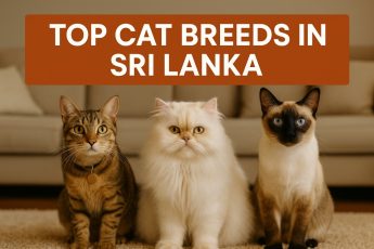 Top Cat Breeds in Sri Lanka