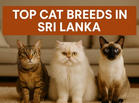 Top Cat Breeds in Sri Lanka