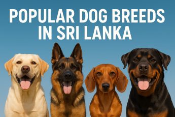 Top Dog Breeds in Sri Lanka