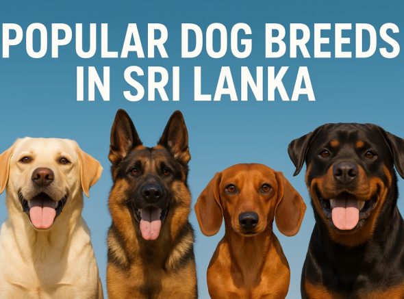 Top Dog Breeds in Sri Lanka